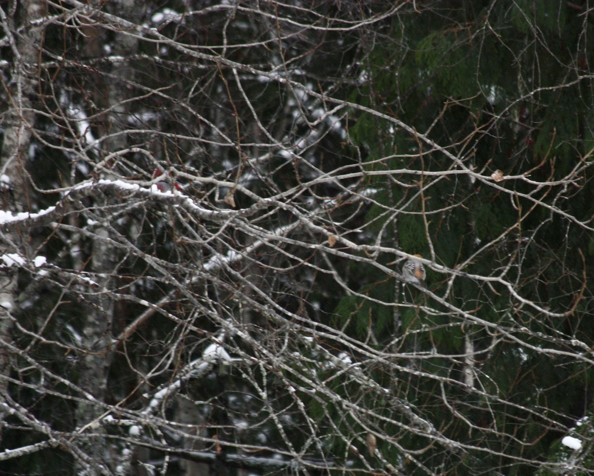 Pinu-gailupa - ML647776528