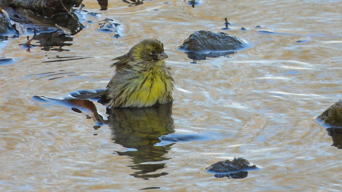European Serin - ML647776536