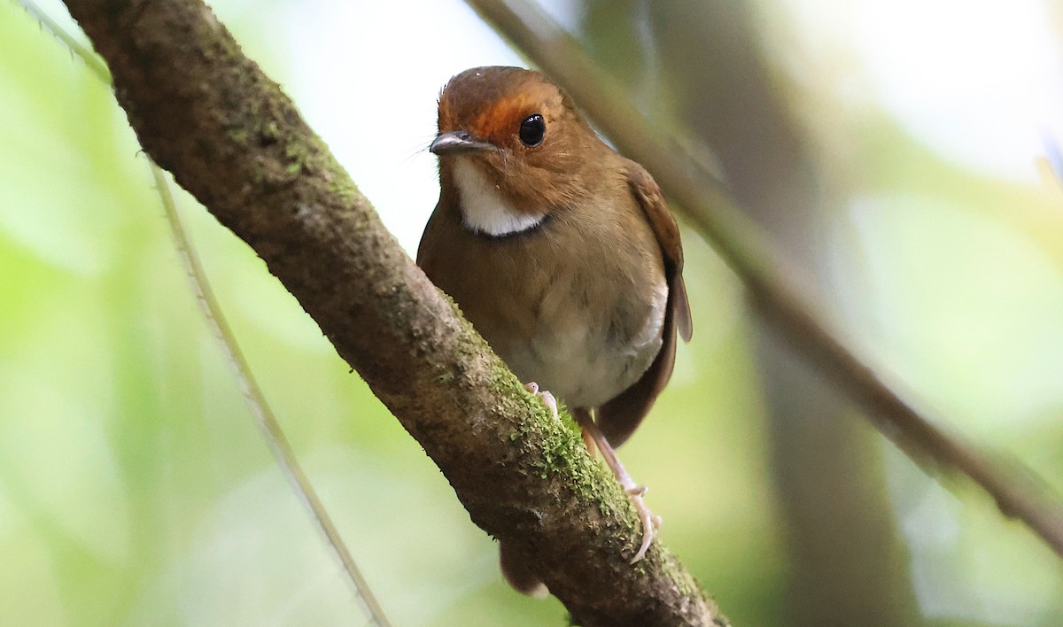 アカメヒタキ - ML647776552