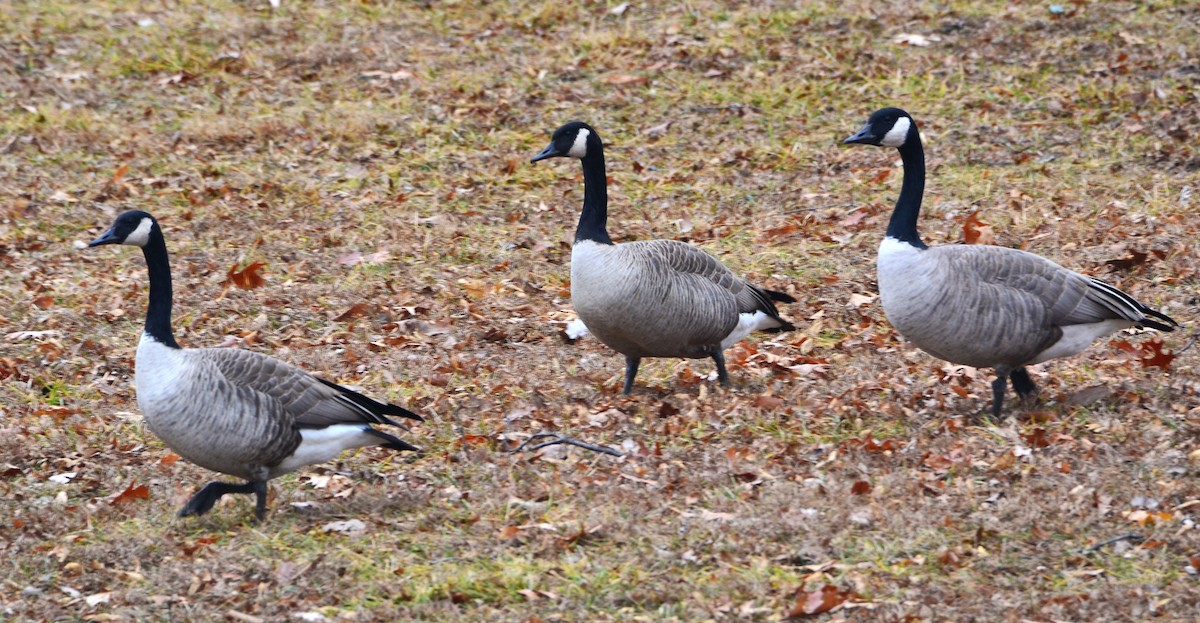 Canada Goose - ML647776554