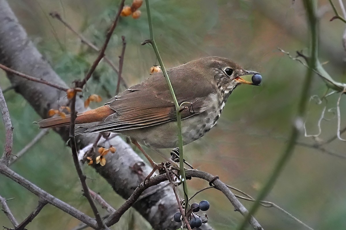 Hermit Thrush - ML647776557
