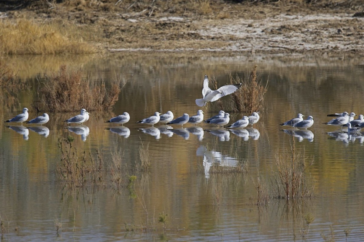 Ring-billed Gull - ML647776558