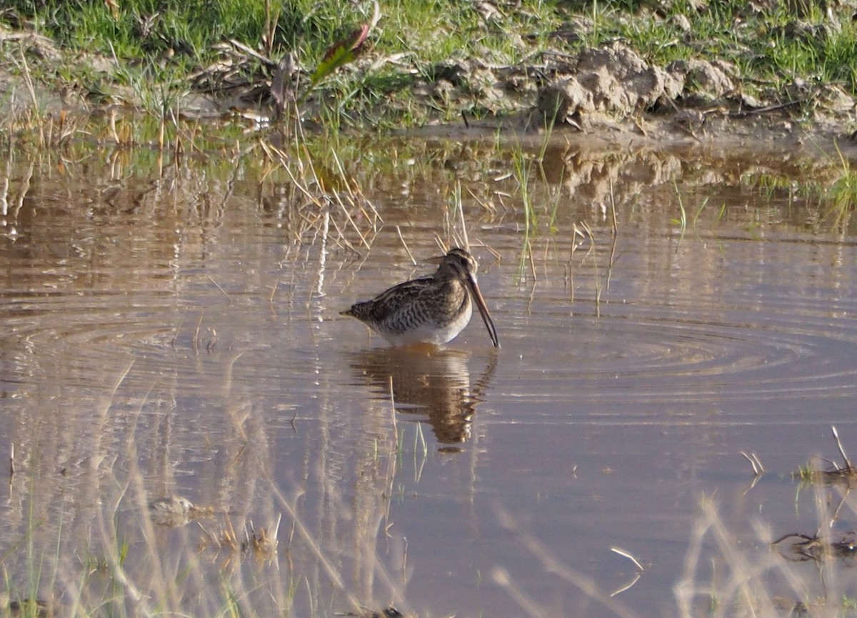 Common Snipe - ML647776559