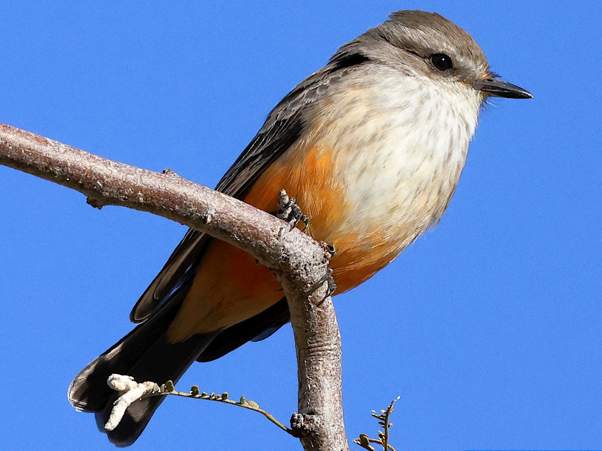 Vermilion Flycatcher - ML647776560