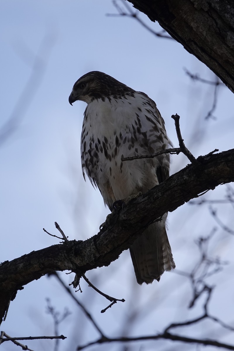 Red-tailed Hawk - ML647776562