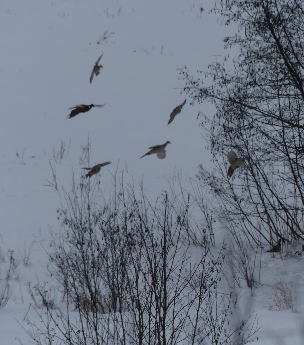 Ring-necked Pheasant - ML647776563