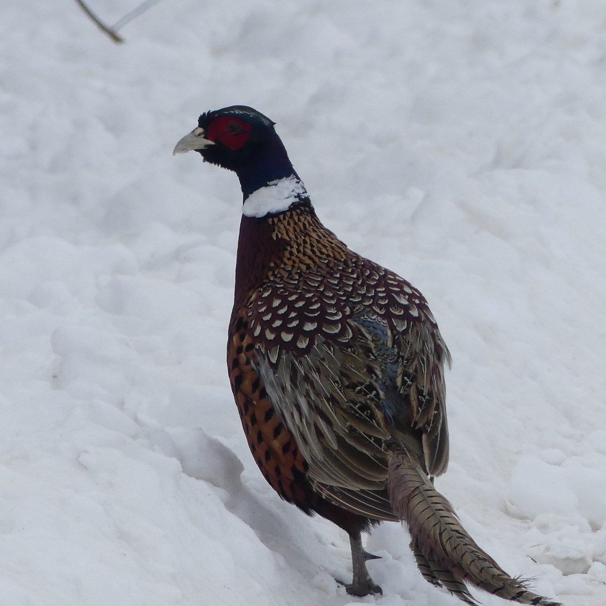 Ring-necked Pheasant - ML647776564