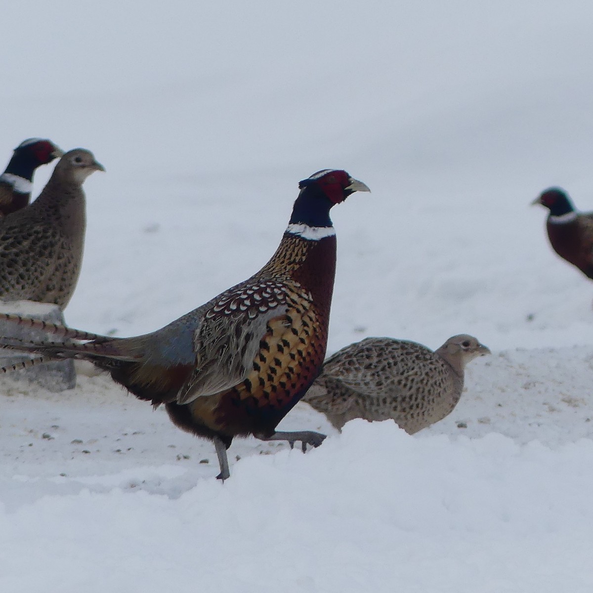 Ring-necked Pheasant - ML647776565
