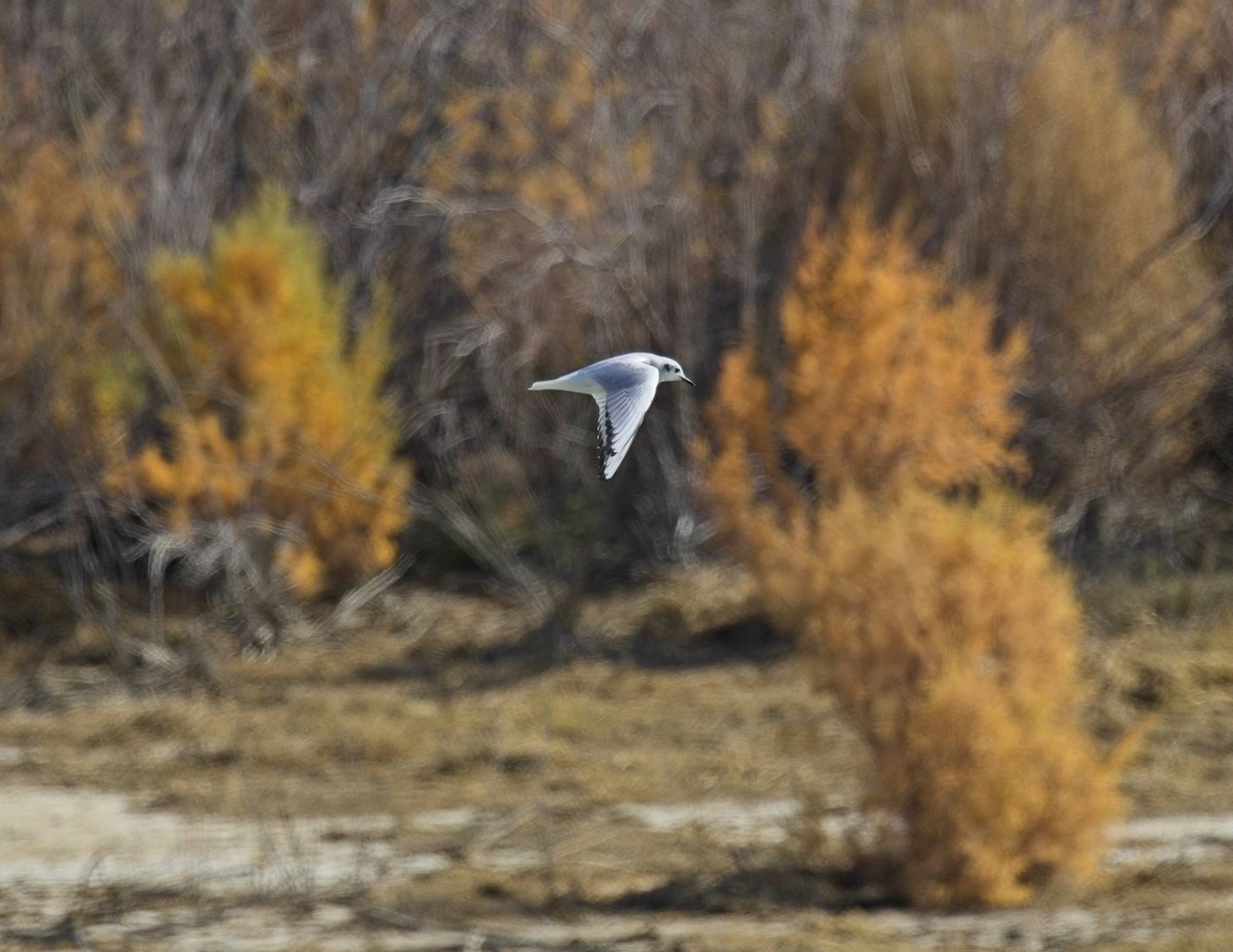 Bonaparte's Gull - ML647776569