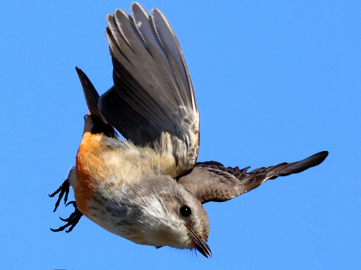 Vermilion Flycatcher - ML647776570