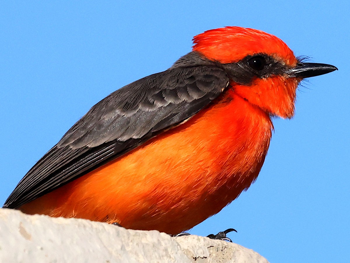 Vermilion Flycatcher - ML647776571