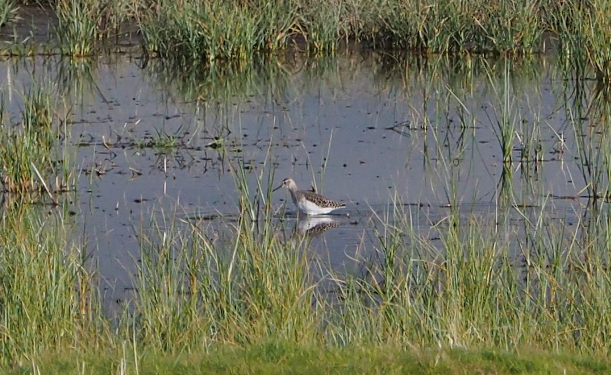 Wood Sandpiper - ML647776572