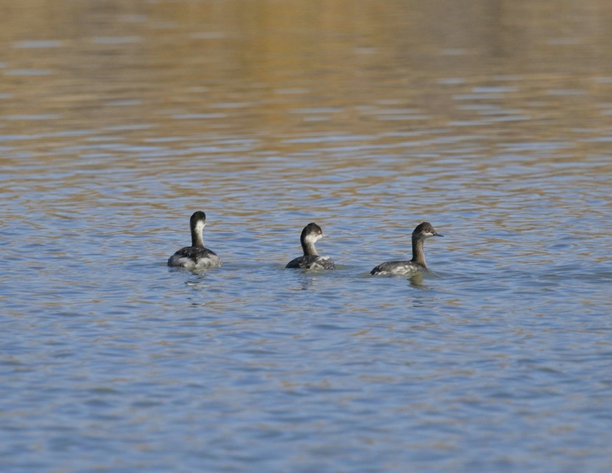 Eared Grebe - ML647776573