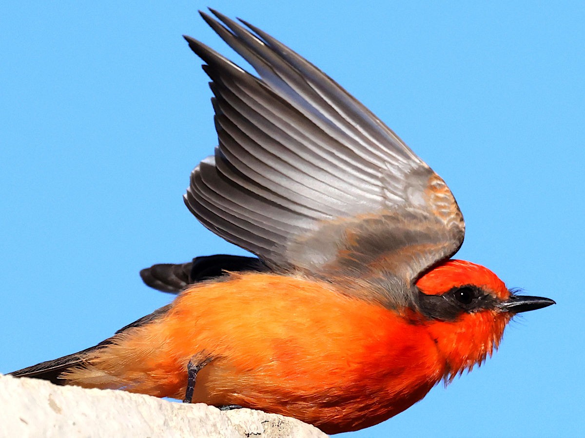 Vermilion Flycatcher - ML647776574