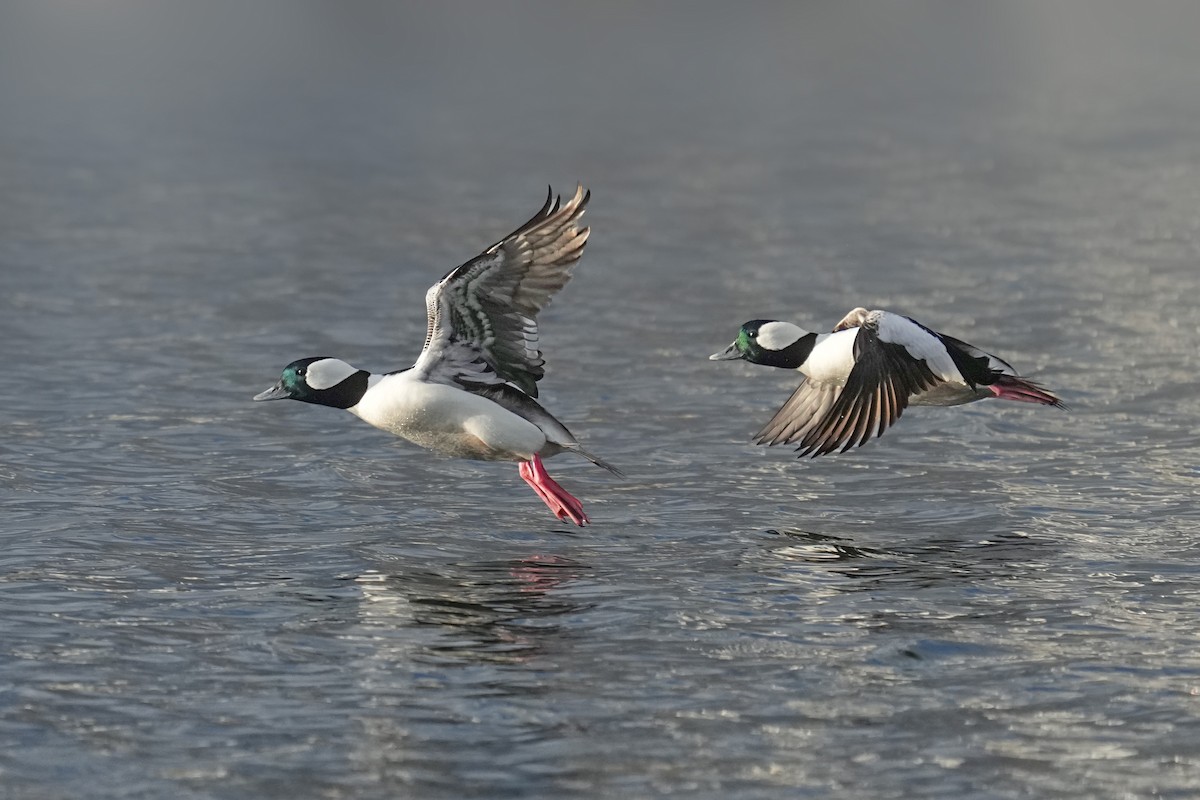 Bufflehead - ML647776575