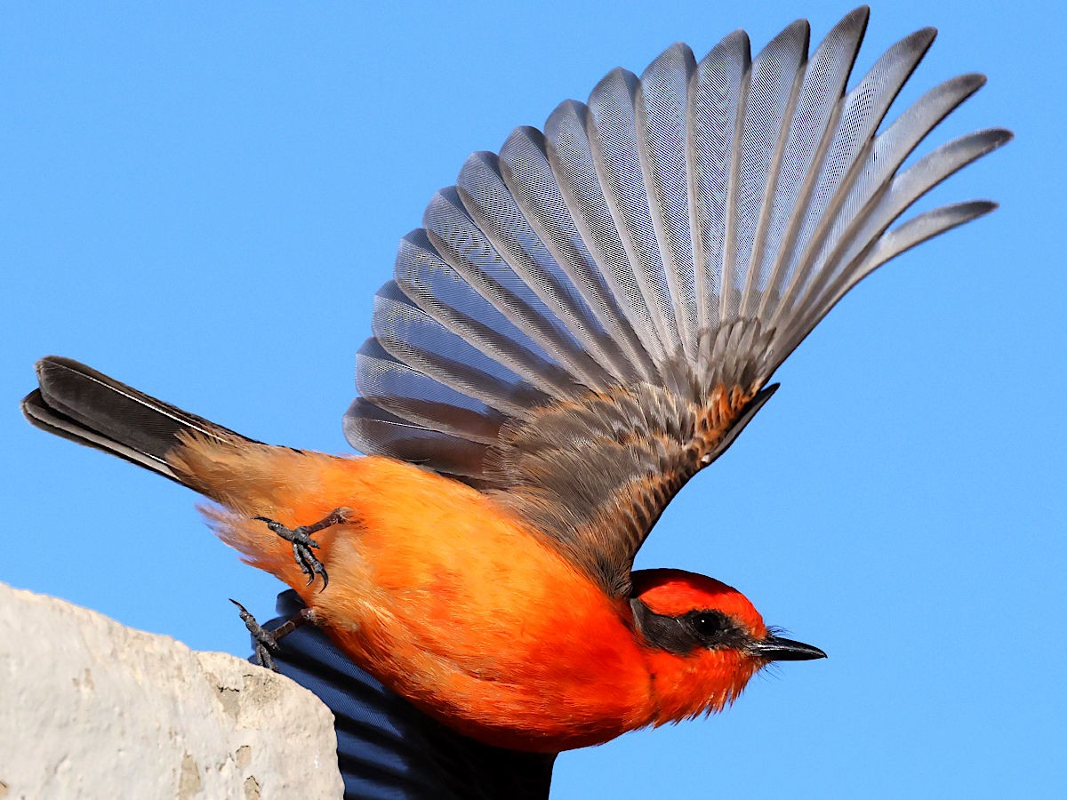 Vermilion Flycatcher - ML647776577