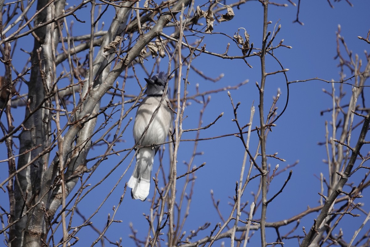 Blue Jay - ML647776582