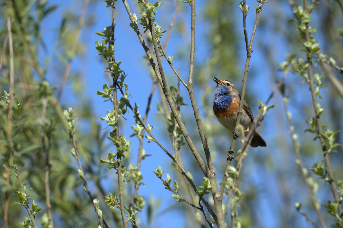 Bluethroat - ML647776583