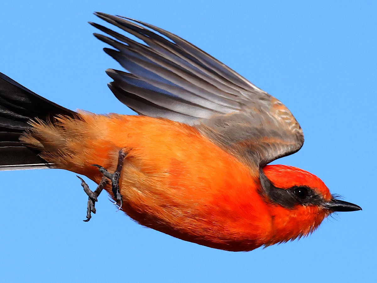 Vermilion Flycatcher - ML647776585