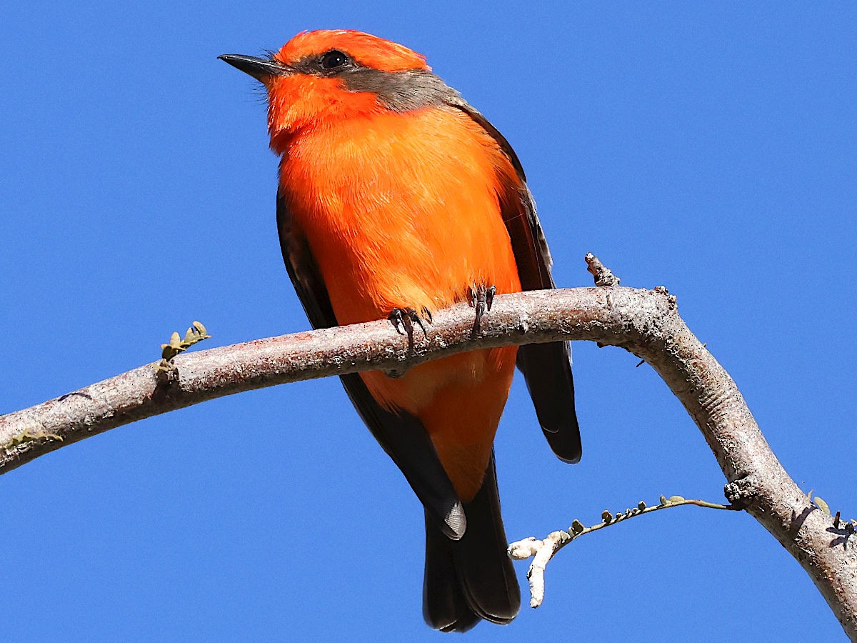 Vermilion Flycatcher - ML647776588