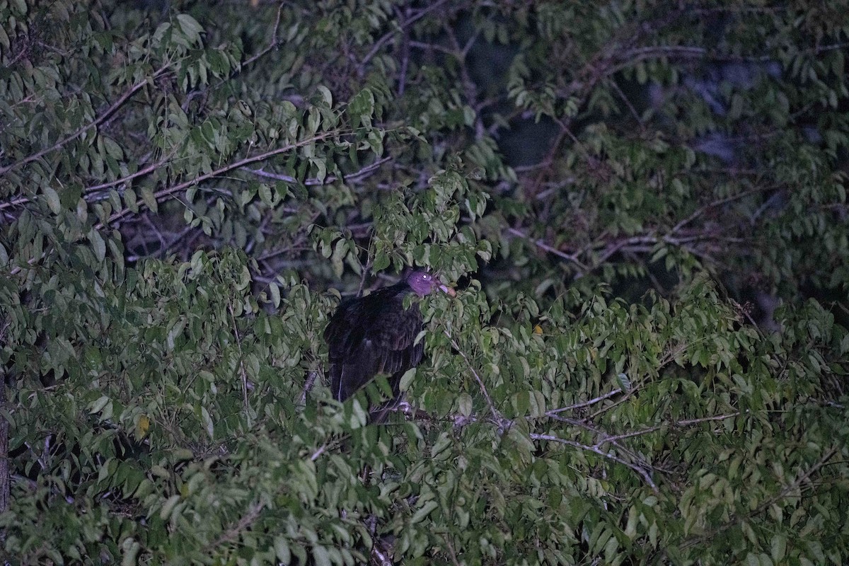 Turkey Vulture - ML647776590