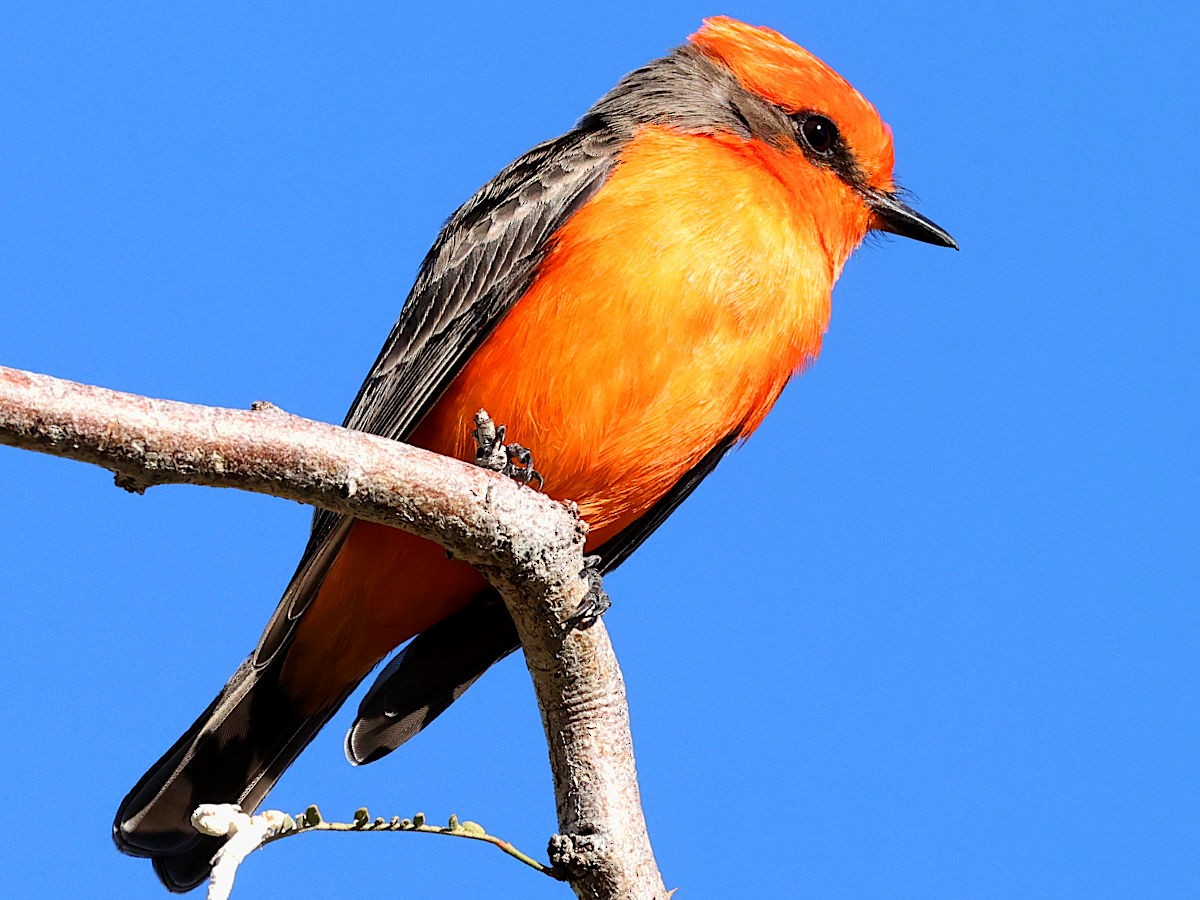 Vermilion Flycatcher - ML647776591