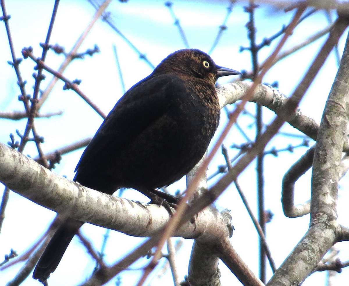 Rusty Blackbird - ML647776593