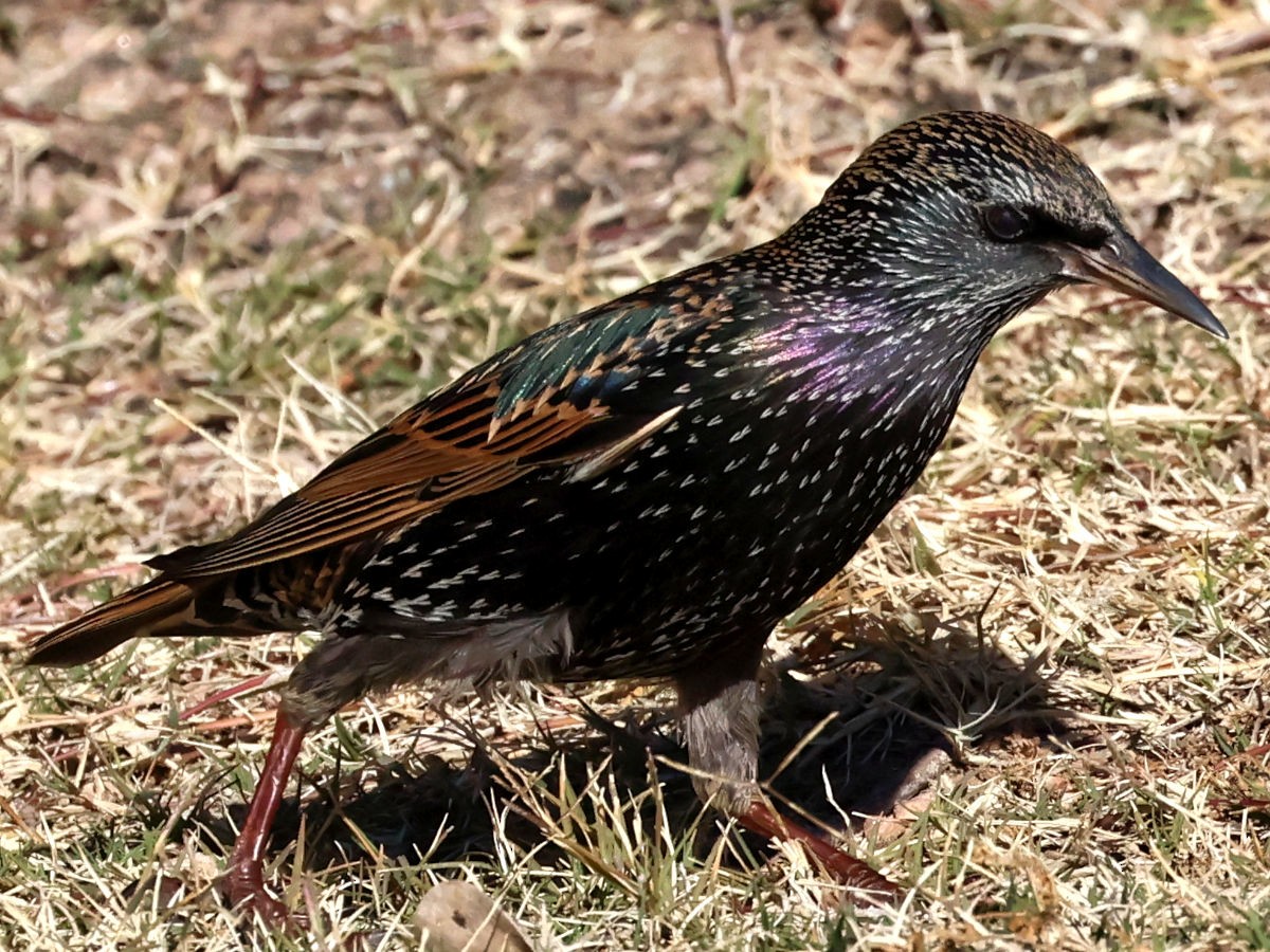 European Starling - ML647776595