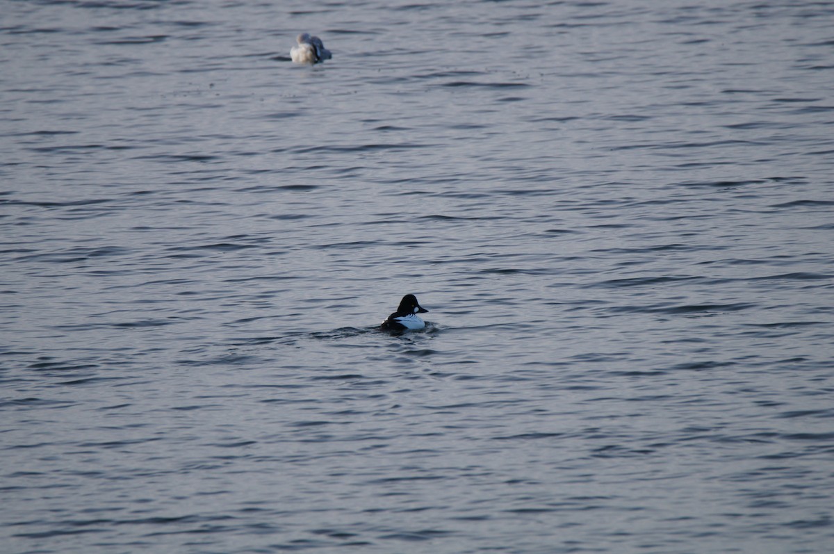 Common Goldeneye - ML647776596
