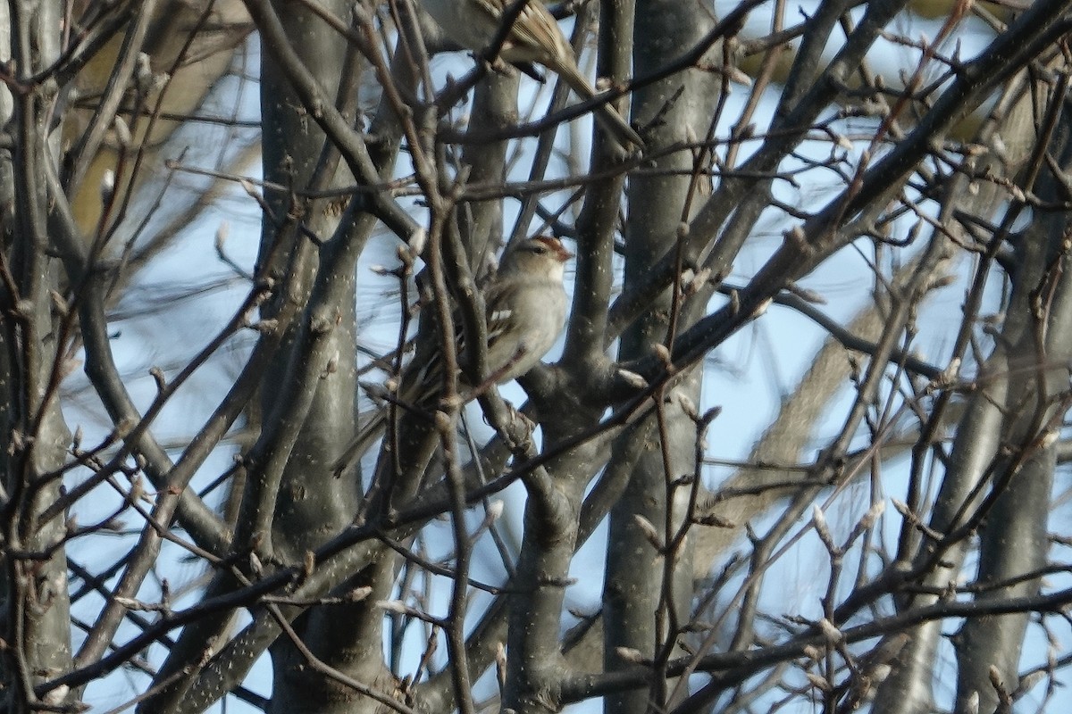White-crowned Sparrow - ML647776597
