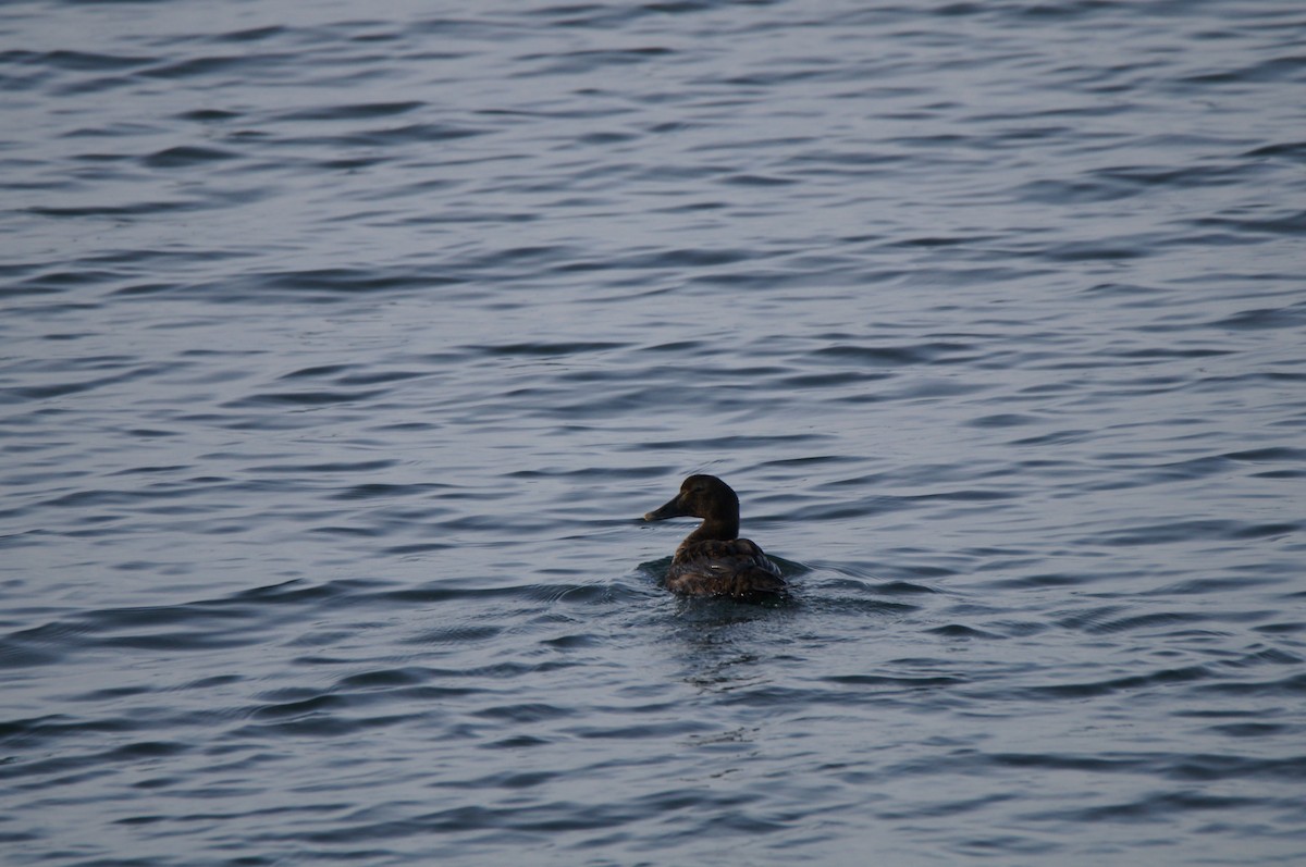 Common Eider (Dresser's) - ML647776599