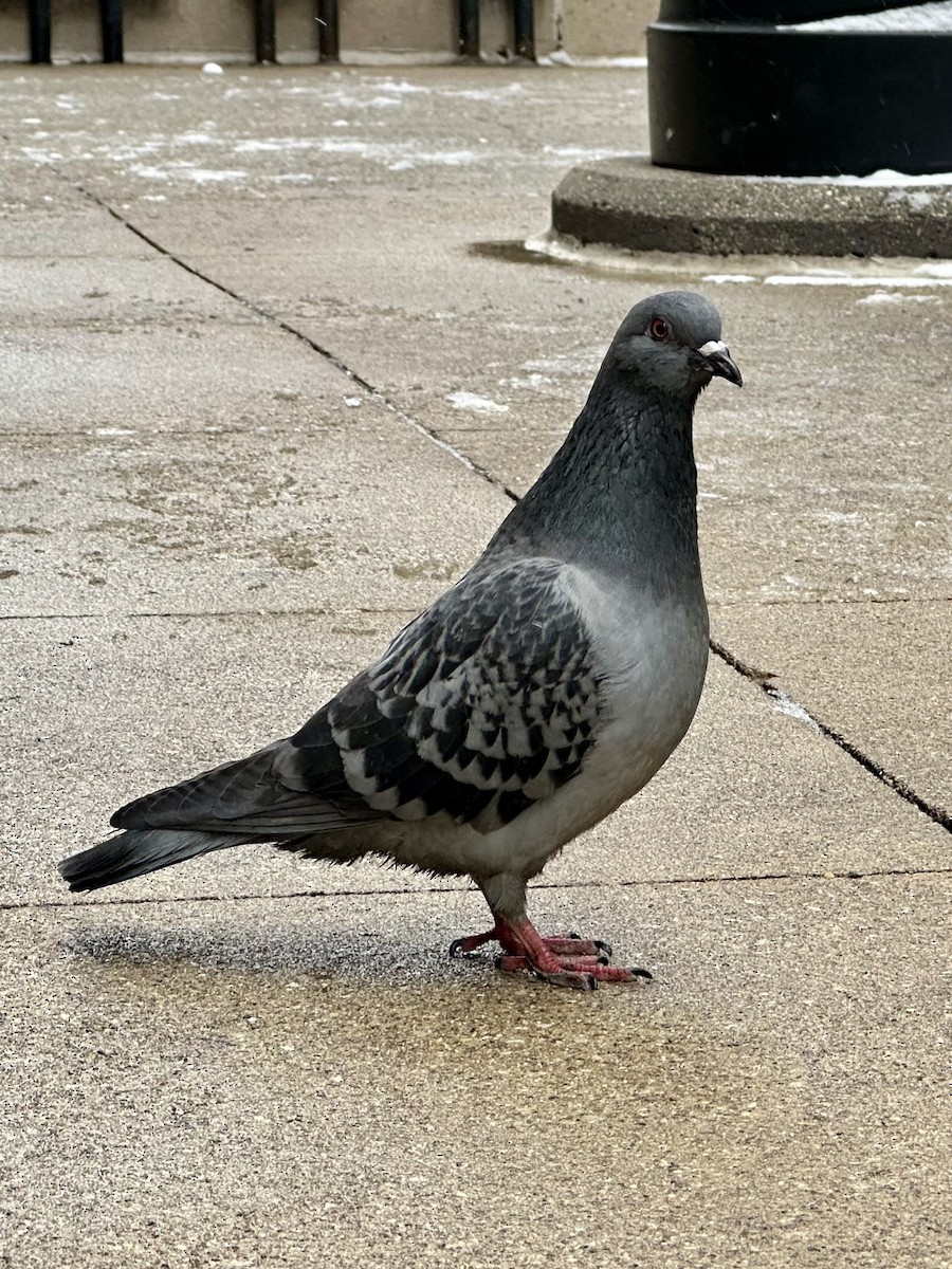 Rock Pigeon (Feral Pigeon) - ML647776601