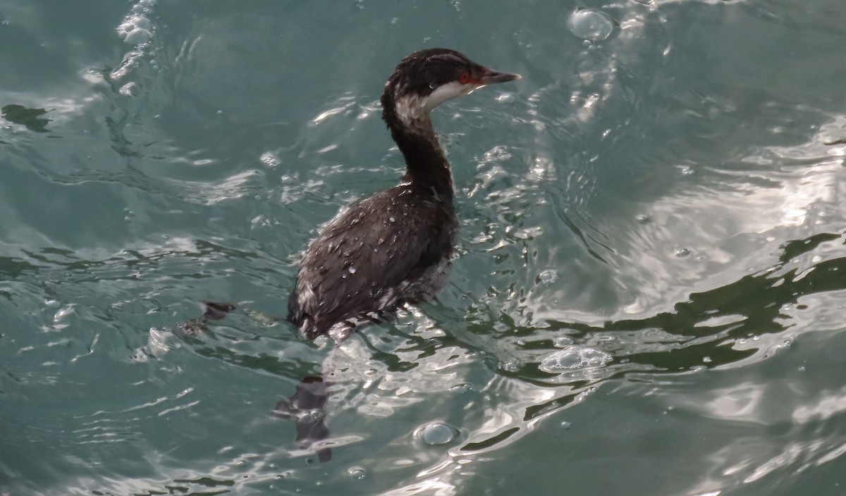 Красношейная поганка - ML647776605