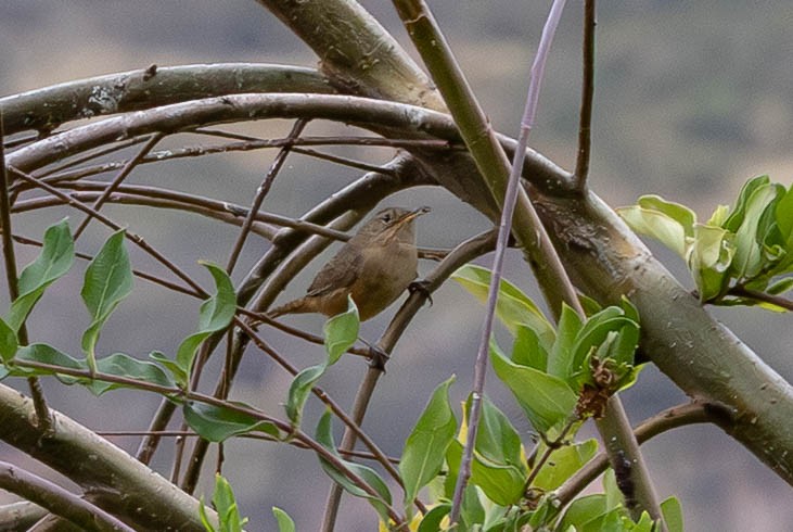 Southern House Wren - ML647776632
