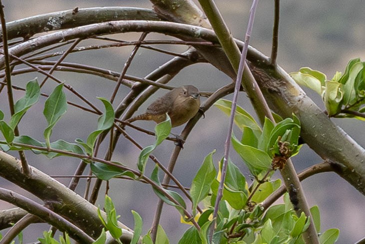 Southern House Wren - ML647776633