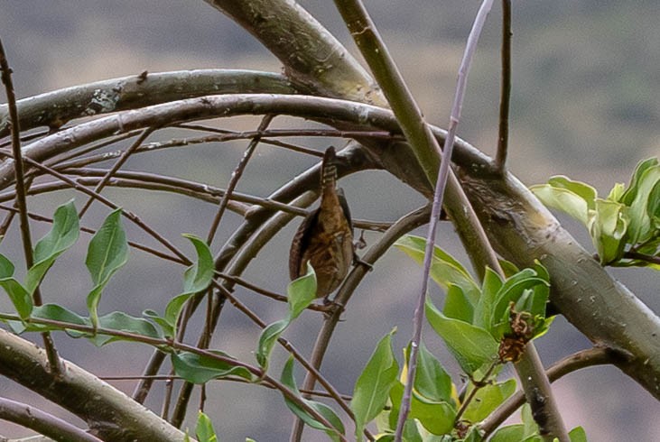 Southern House Wren - ML647776634