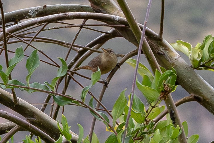 Southern House Wren - ML647776635