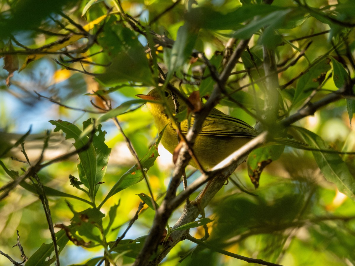 Northern/Mangrove Yellow Warbler - ML647776657