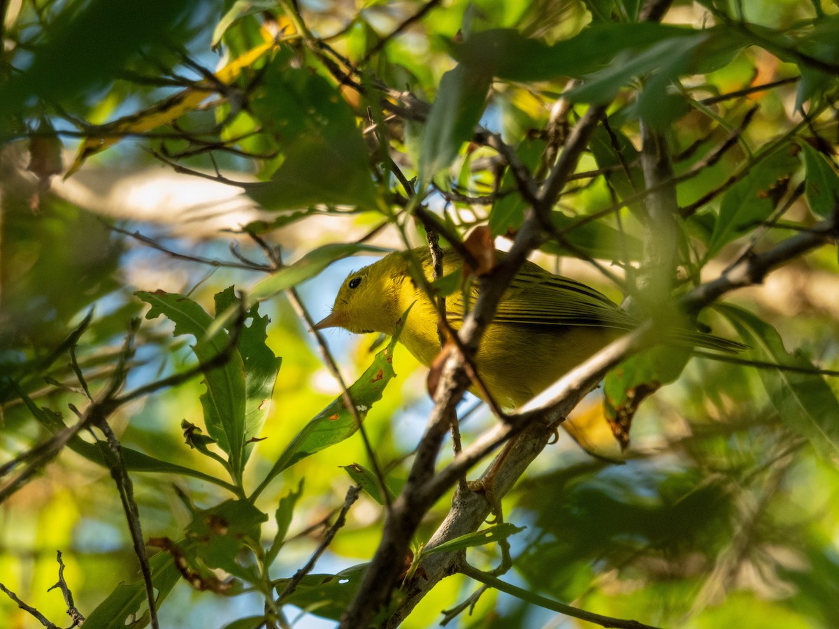 Northern/Mangrove Yellow Warbler - ML647776659