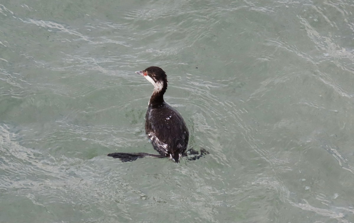 Красношейная поганка - ML647776679