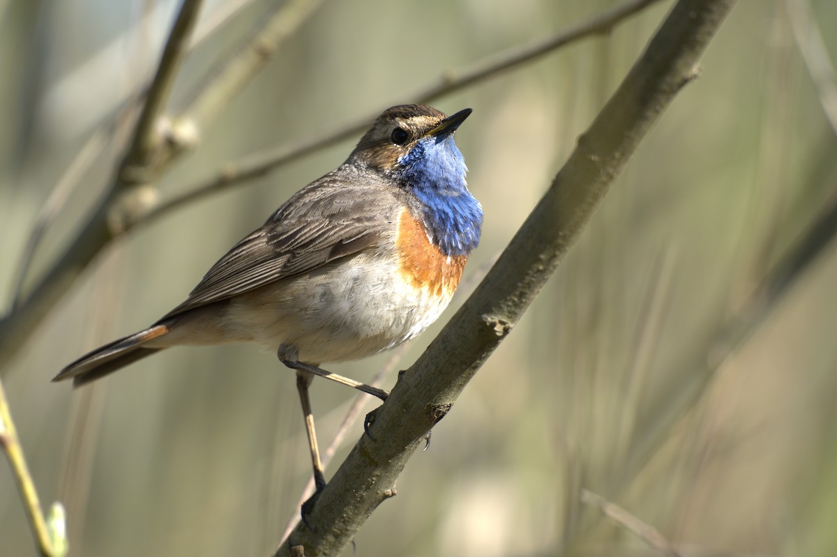 Bluethroat - ML647776686