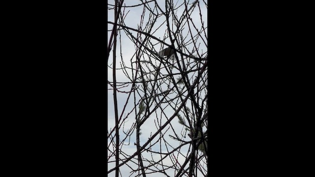 Ruby-crowned Kinglet - ML647776691