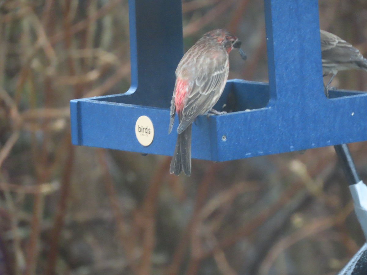 House Finch - ML647776692