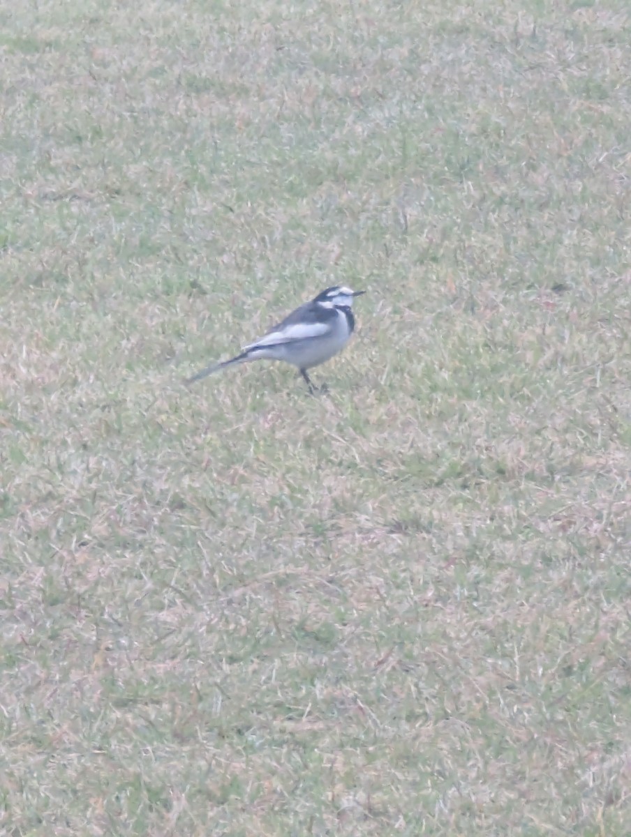 Плиска біла - ML647776697