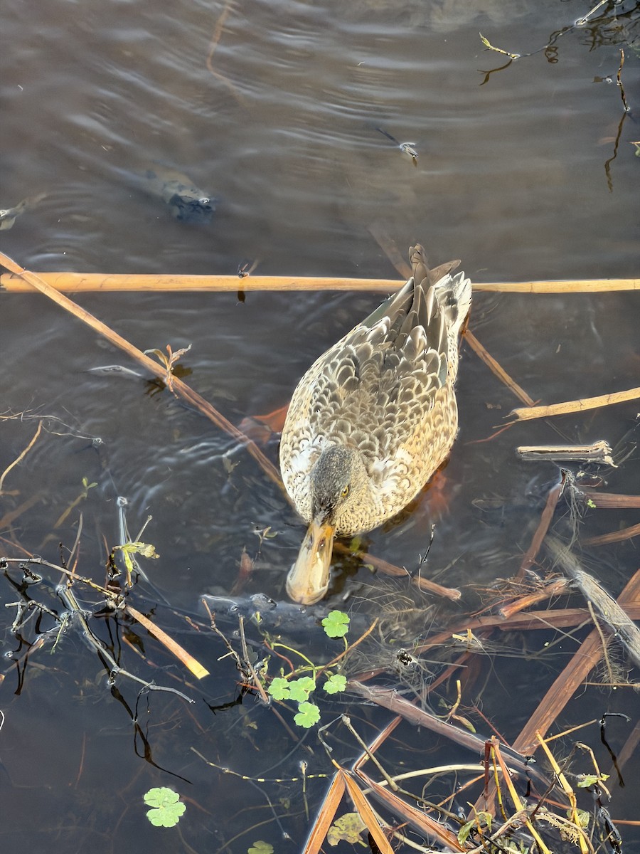 Cuchara Común - ML647776700