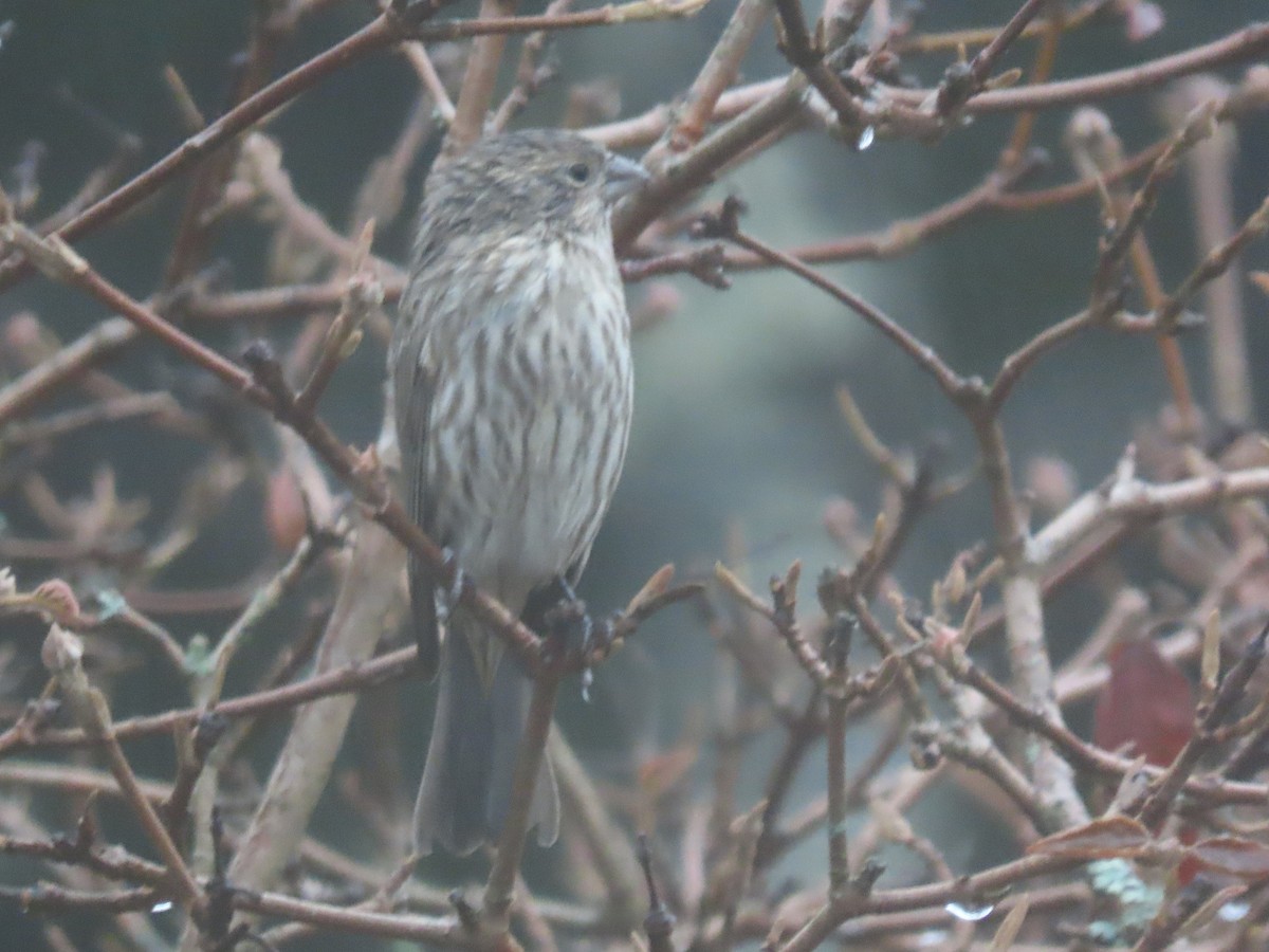 House Finch - ML647776703