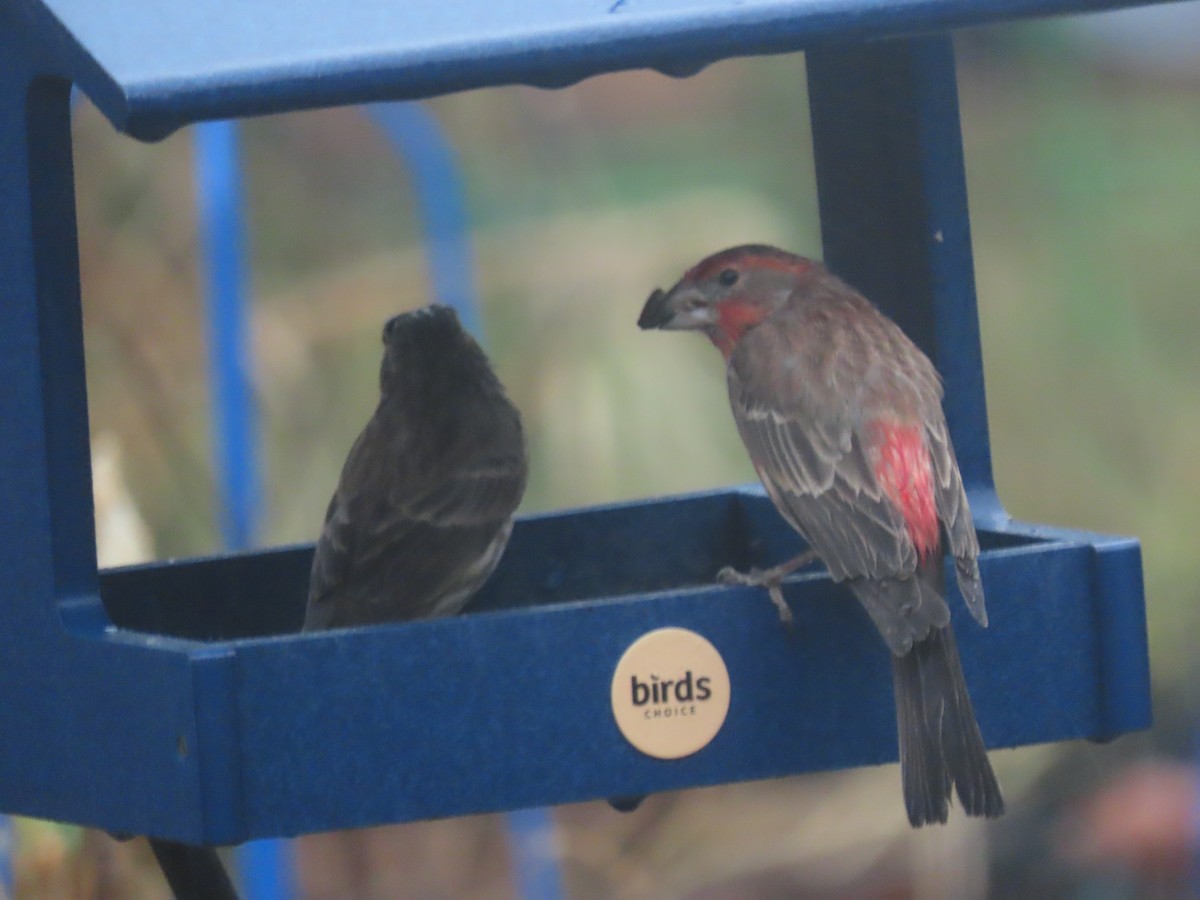 House Finch - ML647776704