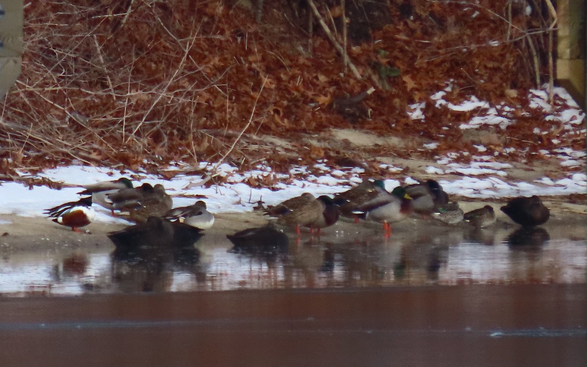 Cuchara Común - ML647776706