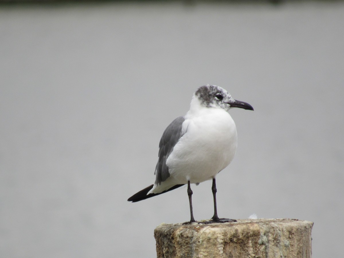 ワライカモメ - ML647776707