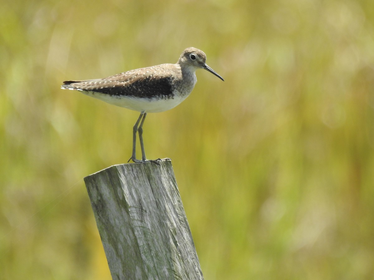 Solitary Sandpiper - ML647776732